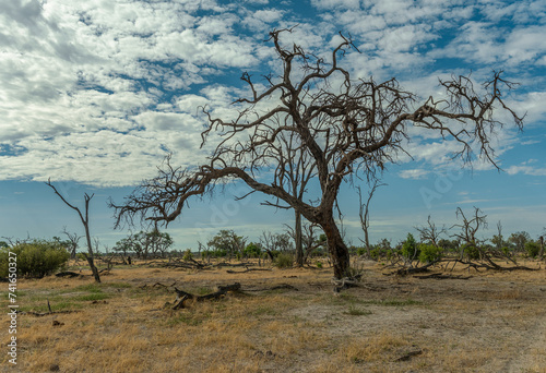 Dry landscape along the Khwai River in the Okavango Delta, Botswana