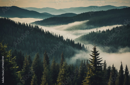 fir forest in the mountains © Magic Art