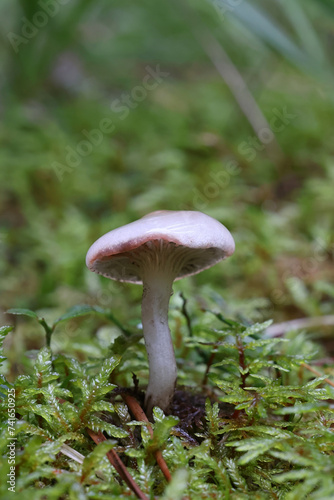 Larch spike, Gomphidius maculatus, known as larch spike-cap, wild mushroom from Finland photo