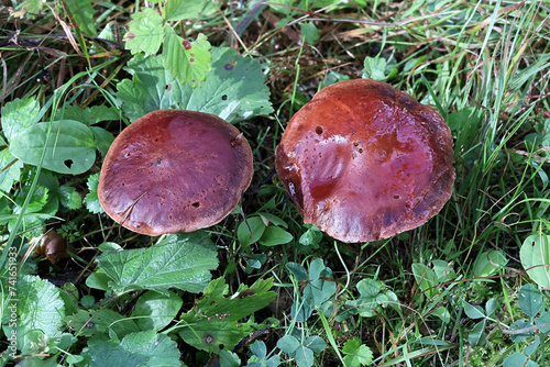 Larch bolete, Suillus clintonianus, also known as larch suillus, wild mushroom from Finland photo