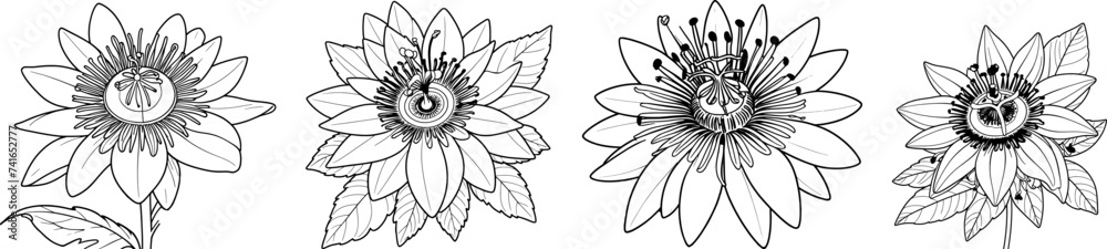 Passionflower set hand drawn coloring page and outline vector Passionflower set hand drawn coloring page and outline vector