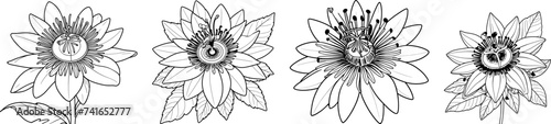 Passionflower set hand drawn coloring page and outline vector photo