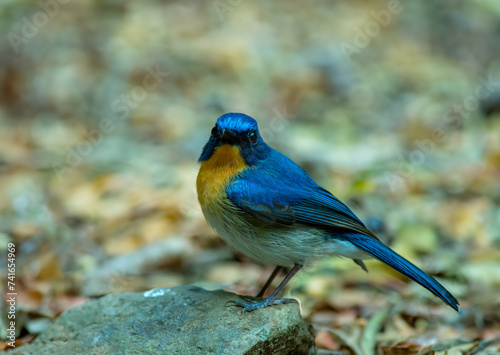 Beautiful bird in nature hill blue flycatcher