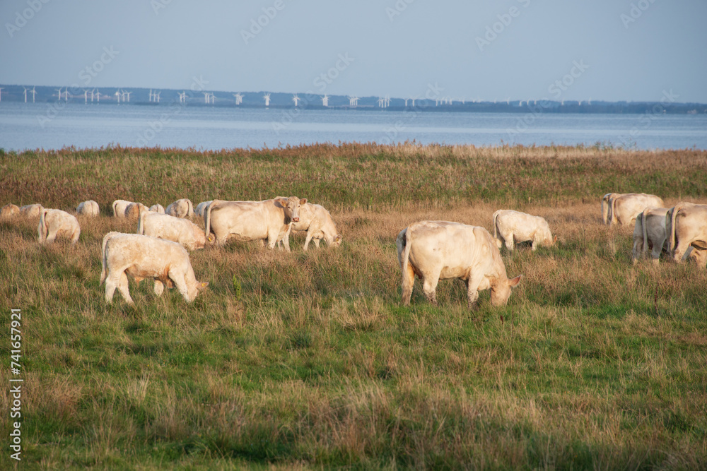 Fjordlandschaft - eine kleine Herde weißer Milchkühe auf einer grünen Wiese Fjordlandschaft - eine kleine Herde weißer Milchkühe auf einer grünen Wiese