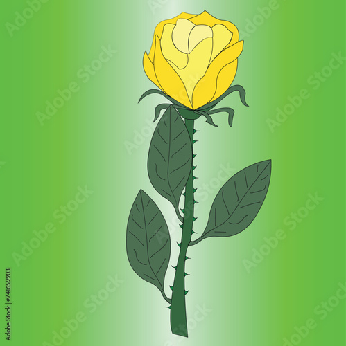 Beautiful rose, one copy. A flower with thorns, has a stem on which petals and leaves grow.