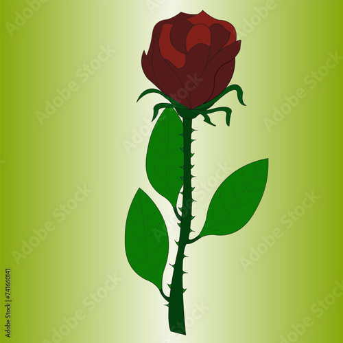 Beautiful rose, one copy. A flower with thorns, has a stem on which petals and leaves grow.