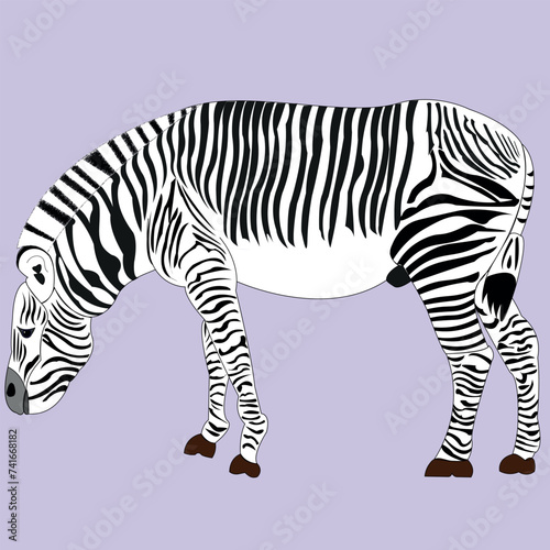 Zebra with black and white stripes. The horse is drawn standing, viewed from the side.
