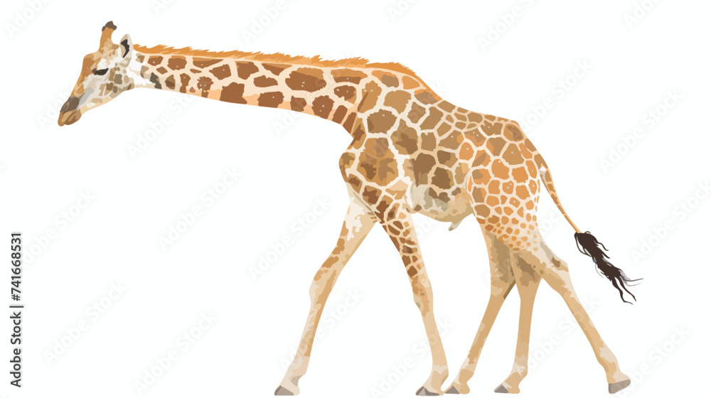 Giraffe on white isolated white background 