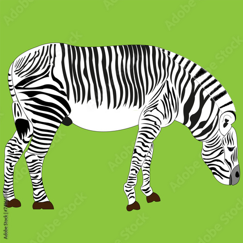 Zebra with black and white stripes. The horse is drawn standing, viewed from the side.