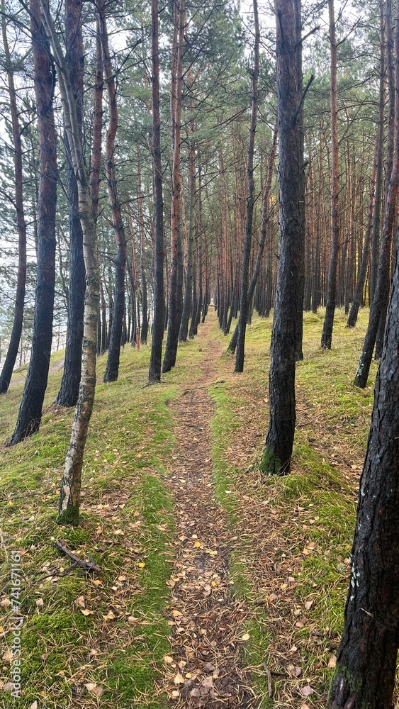 Fototapeta premium Nadmorska ścieżka 