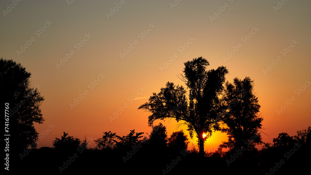 Silhouettes of trees against the background of a summer sunset.