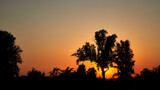 Silhouettes of trees against the background of a summer sunset.