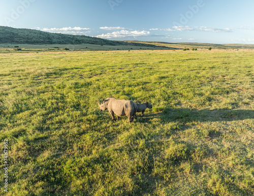 Aerial view of rhinos in the Welgevonden Nature reserve and South African Savanna (Biome) near Modimolle Munic town, Limpopo region, South Africa. photo
