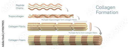 Collagen is a protein that is made up of amino acid abundant in the skin, bones, tissues, and tendons, where it provides perfect strength and structure due to its rigidity vector illustration. photo