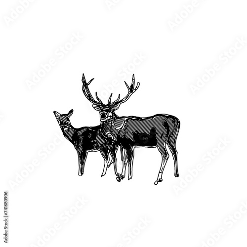 line sketch of antelope with transparent background