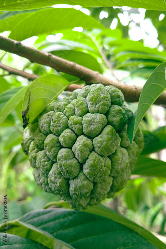 Srikaya Young Fruits