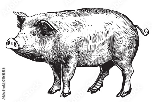 Sketch of a pig. Vector vintage