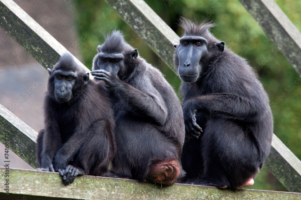 Obraz premium Black macaque apes in a row