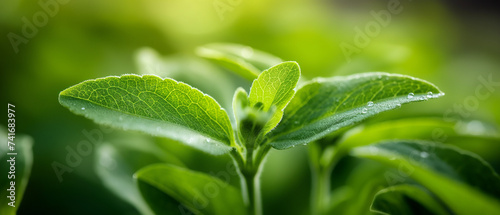 Professional Shot of an Isolated Stevia Plant in a Sunny Day full of Leaves.
