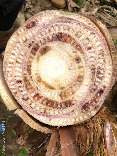  reddish internal symptoms vascular discoloration caused by Fusarium wilt Foc TR4 banana pseudostem photo