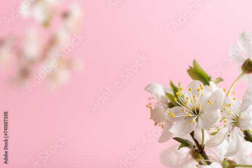 Beautiful spring flowers bloom on pink background with copy space. Spring backdrop.