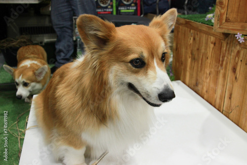 close up fluffy fatty fur corgi face dog 