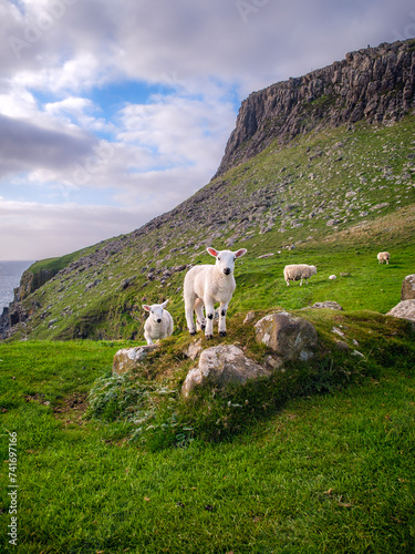 Sheep on the rocky shore near Neist Point, Isle of Skye, Scotland