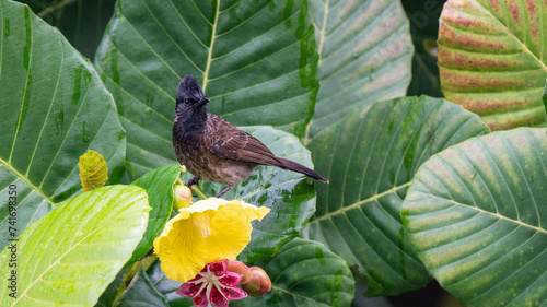 Redvented bulbul on the flower  tree photo