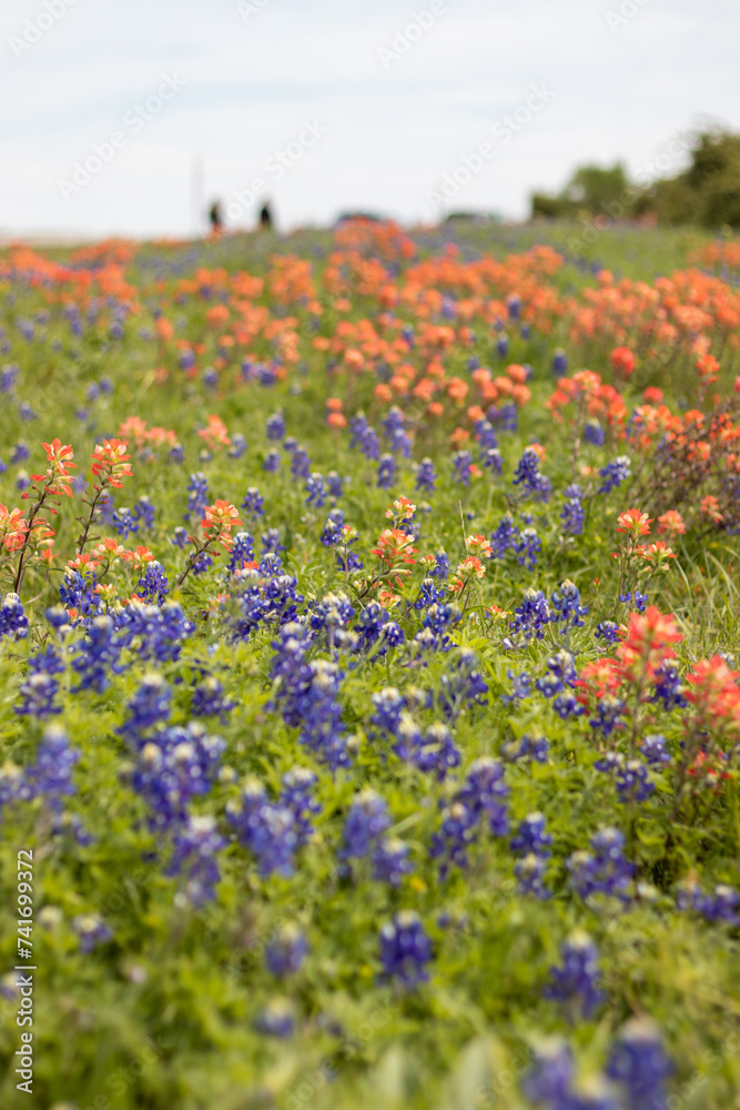 Bluebonnet and Indian Paintbrush Field