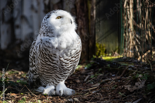 Snowy owl on the ground looking up