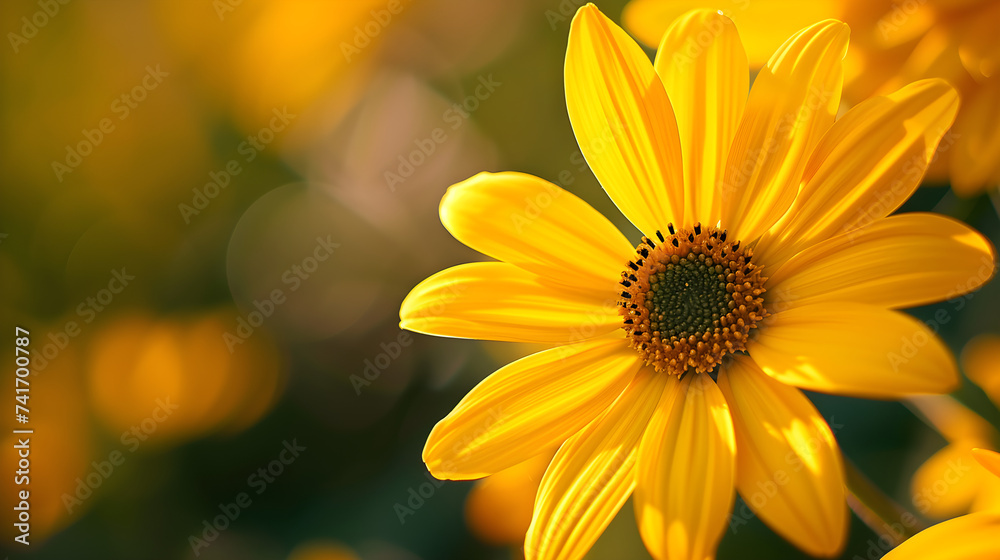 yellow flower seen up close in nature yellow flower seen up close in nature
