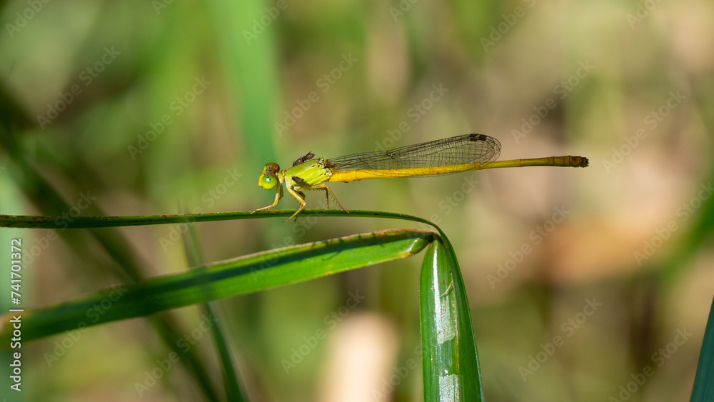 Macro dragonfly on the plant Macro dragonfly on the plant