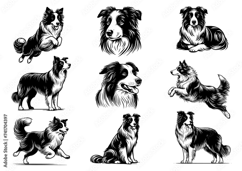 Set of border collie dogs in different poses. Vector illustration isolate in white. Engraving vintage style illustration for print, tattoo, t-shirt, coloring book