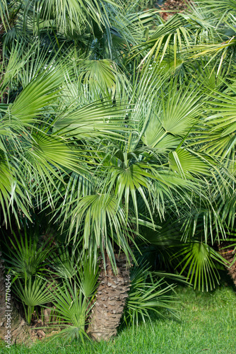 Green leaves of woody plants in nature.