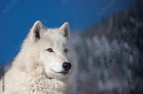Arctic wolf against a background of blue sky and winter forest