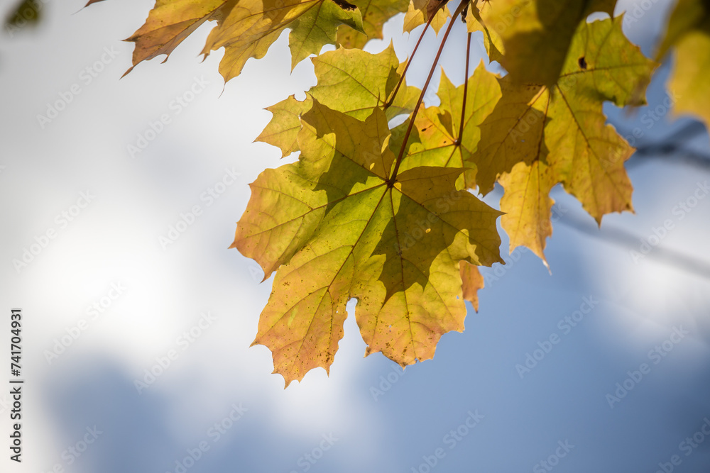 Yellow autumn leaves close-up against the sky, autumn landscape Yellow autumn leaves close-up against the sky, autumn landscape