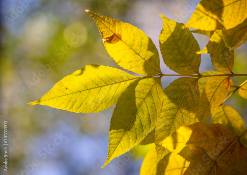 Yellow autumn leaves close-up against the sky, autumn landscape