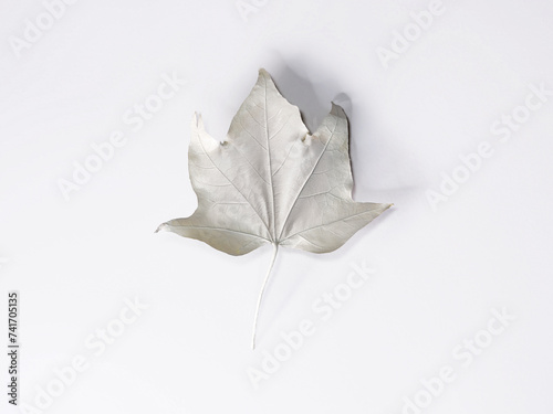 Close-up of an autumn leaf painted white against a white background