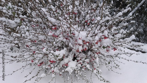 Bild auf Leinwand Cognassier du japon sous la neige