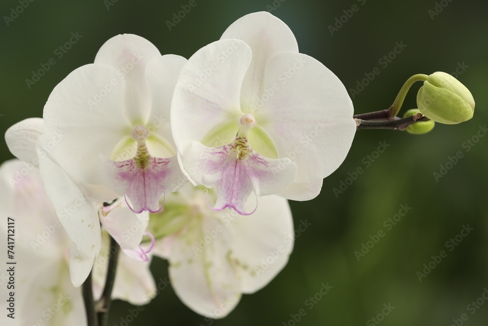 Obraz premium Branch with beautiful orchid flowers on blurred background, closeup