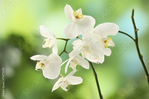 Branches with beautiful orchid flowers on blurred background  closeup