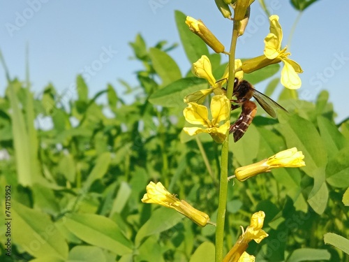 Honey Bee collect nectar or pollen from the flower of eruca sativa  or rocket flower