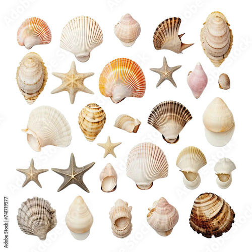  Gradient collection of seashells representing variety isolated on transparent background. ai generated.