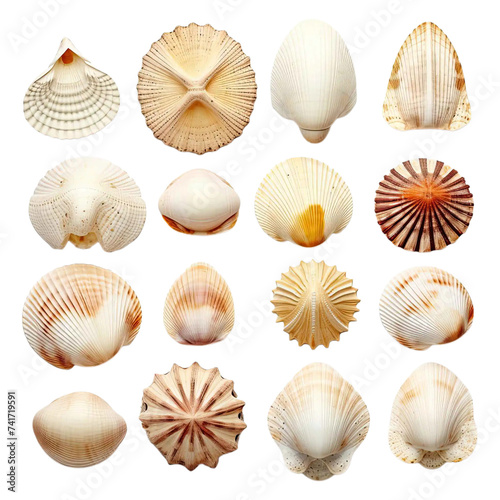  Gradient collection of seashells representing variety isolated on transparent background. ai generated.