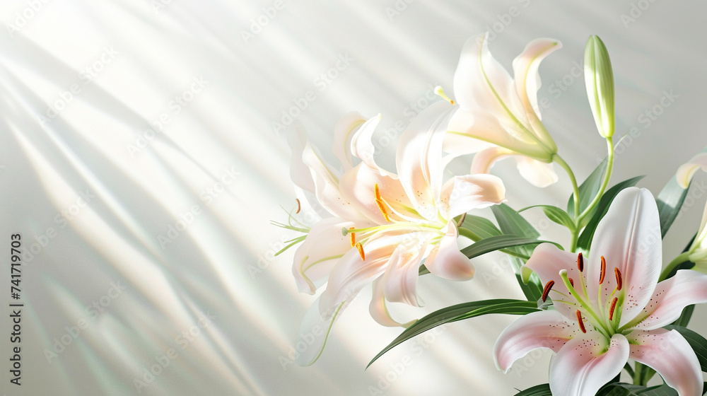 Beautiful delicate white-pink lily flowers on a white background. Natural floral background, template for spring summer card, invitation