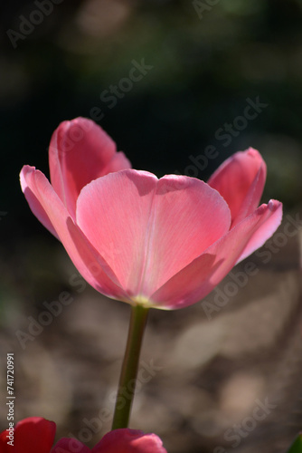 Tulpenblüten – verschiedene Arrangements und Farben
