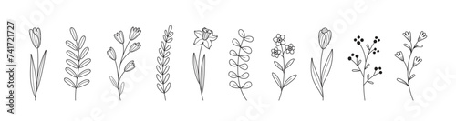 Set botanical hand drawn floral element. Spring summer collection of flower, branch, herbs, tulip in line art. Vector minimal illustration for logo, wedding, invitation, decor.