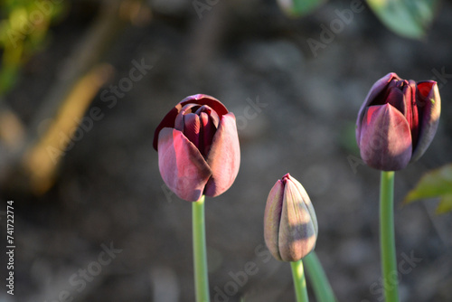 Tulpenblüten – verschiedene Arrangements und Farben