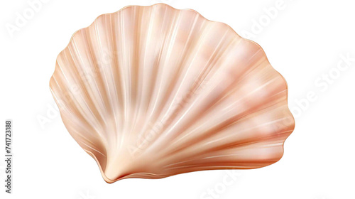  Seashell isolated on transparent background.