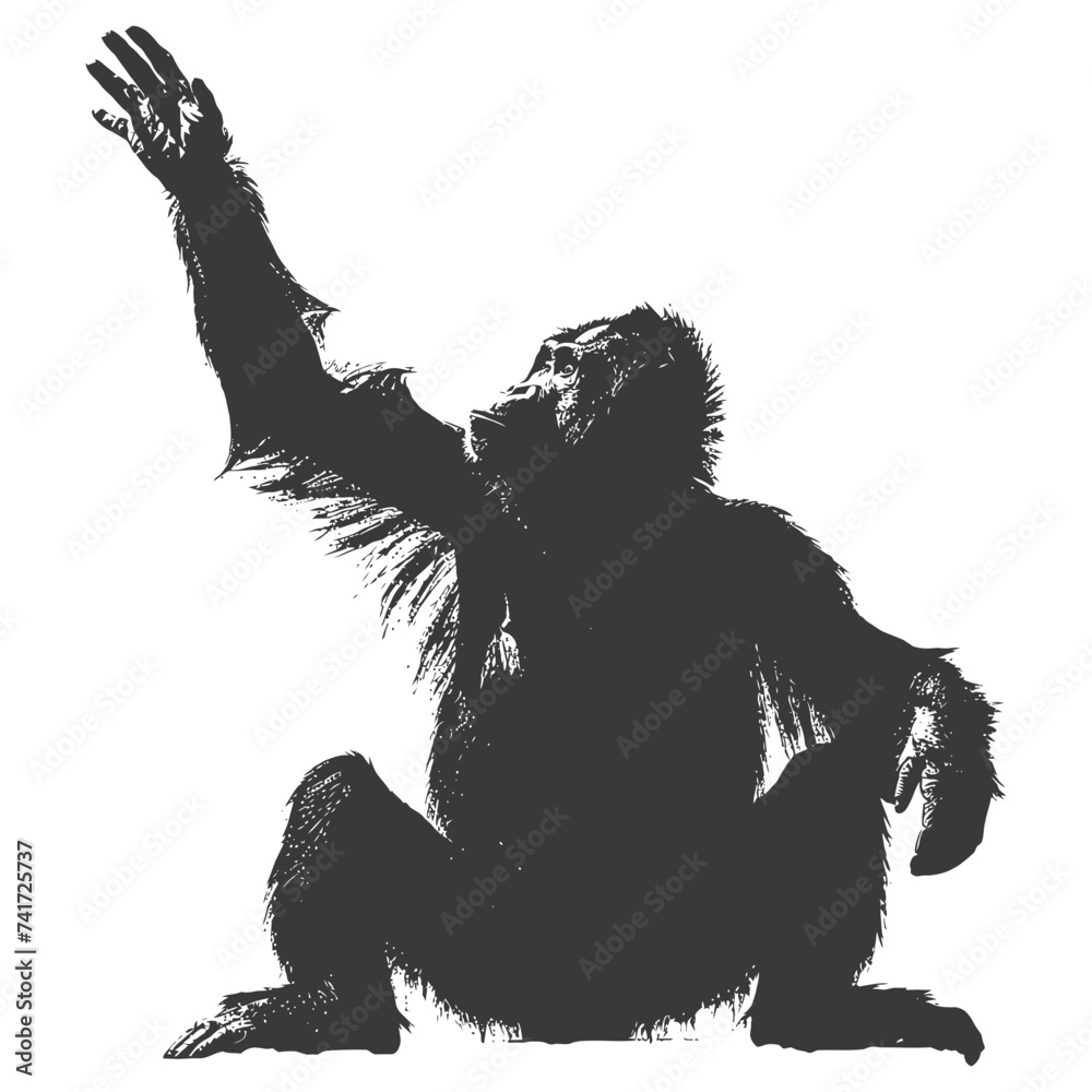 Obraz premium silhouette orang utan animal full body black color only